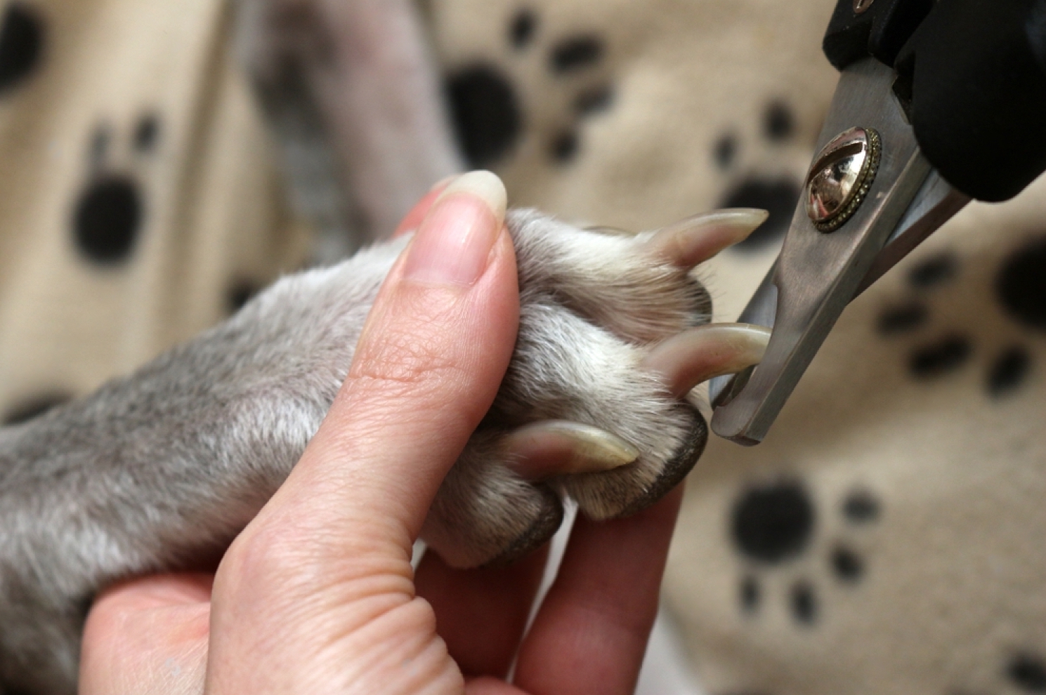 cutting dogs claws clipping dogs
