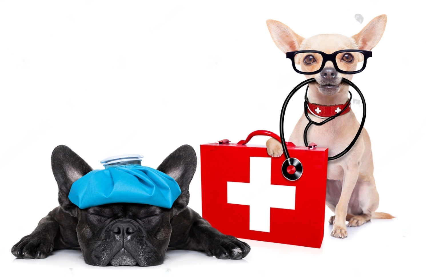 First aid for the dog