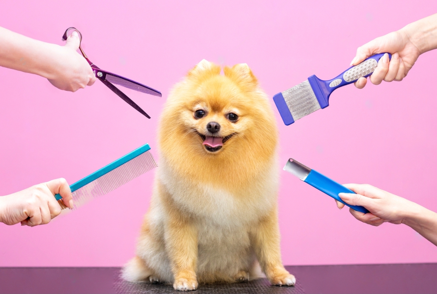 Hair Care Dogs