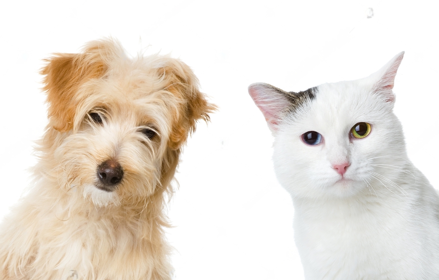 Hair Care for Dogs and Cats