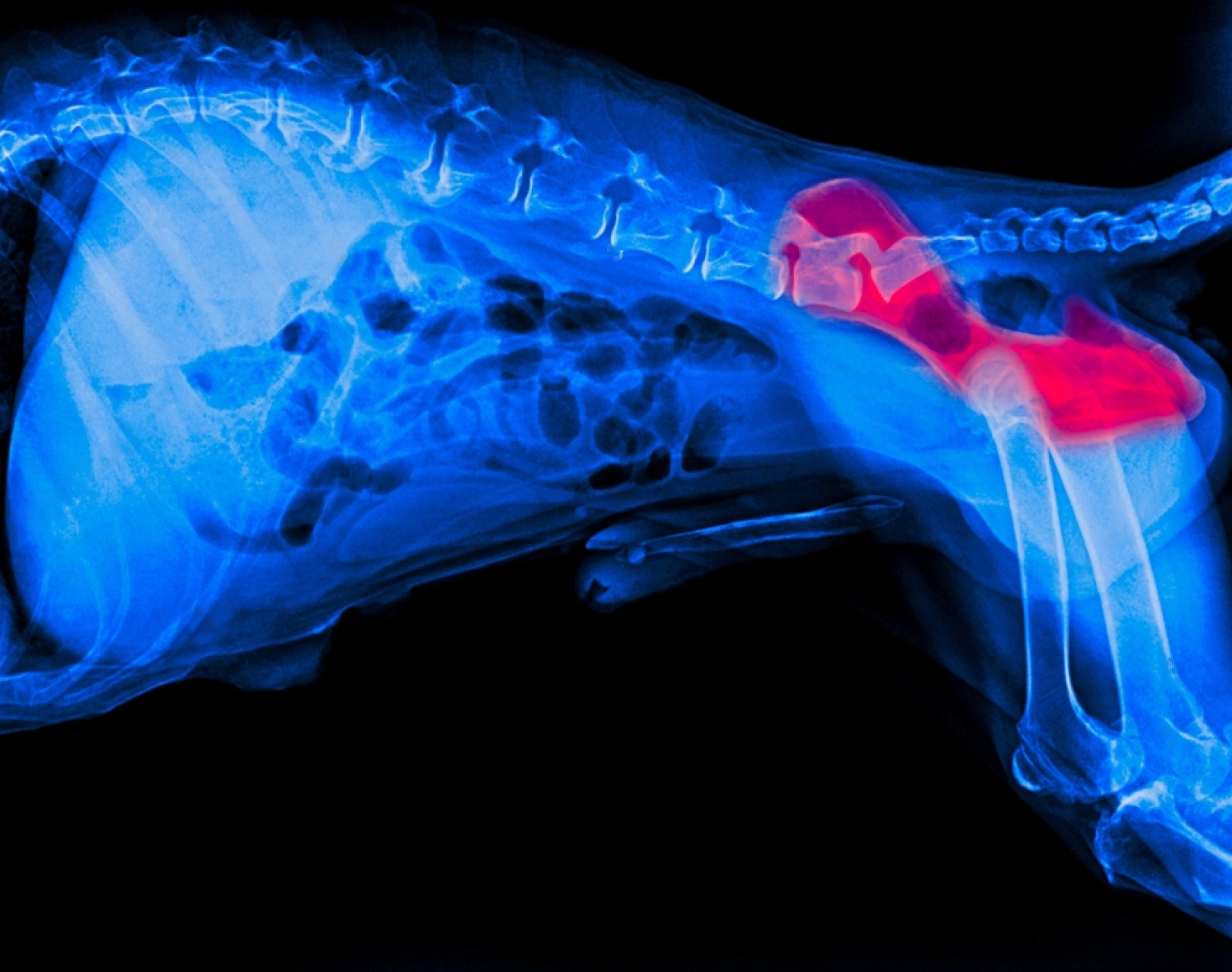 Hip dysplasia in dogs
