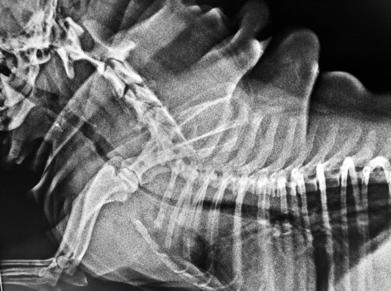 Intervertebral disc herniation in dogs