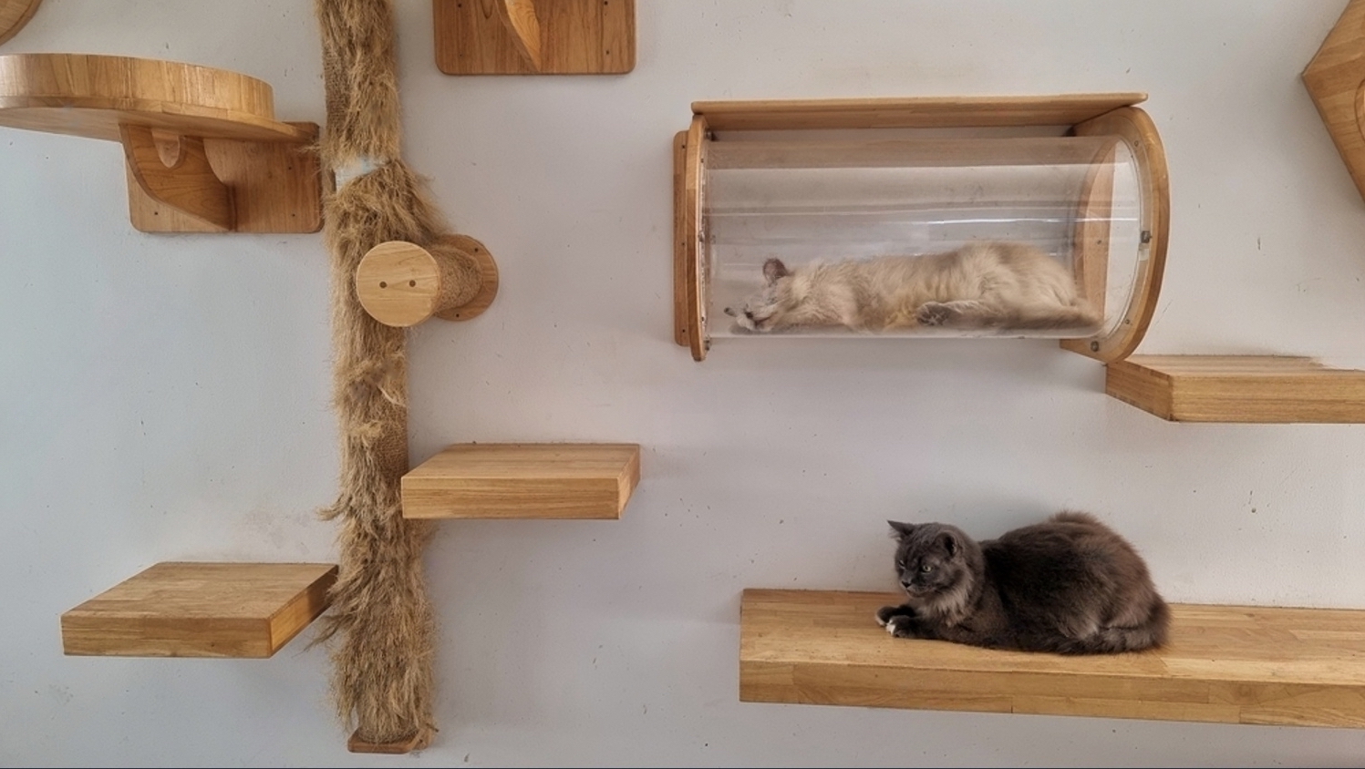 Wall-mounted catwalk for playful and active cats