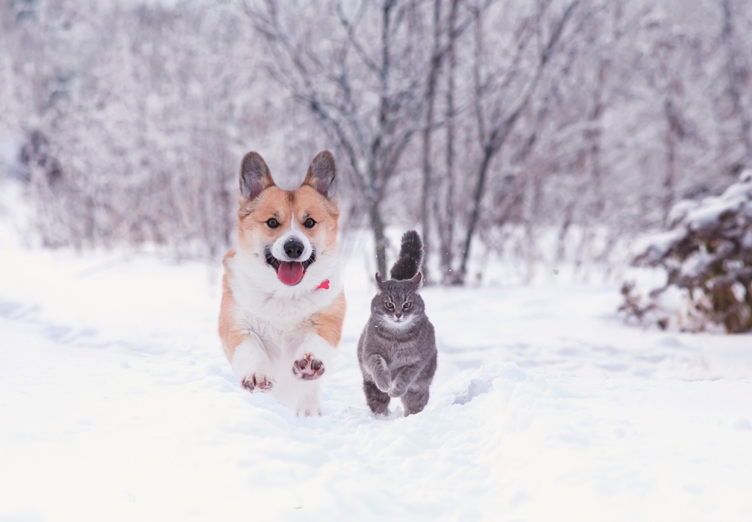 Tips for caring for cats and dogs in winter