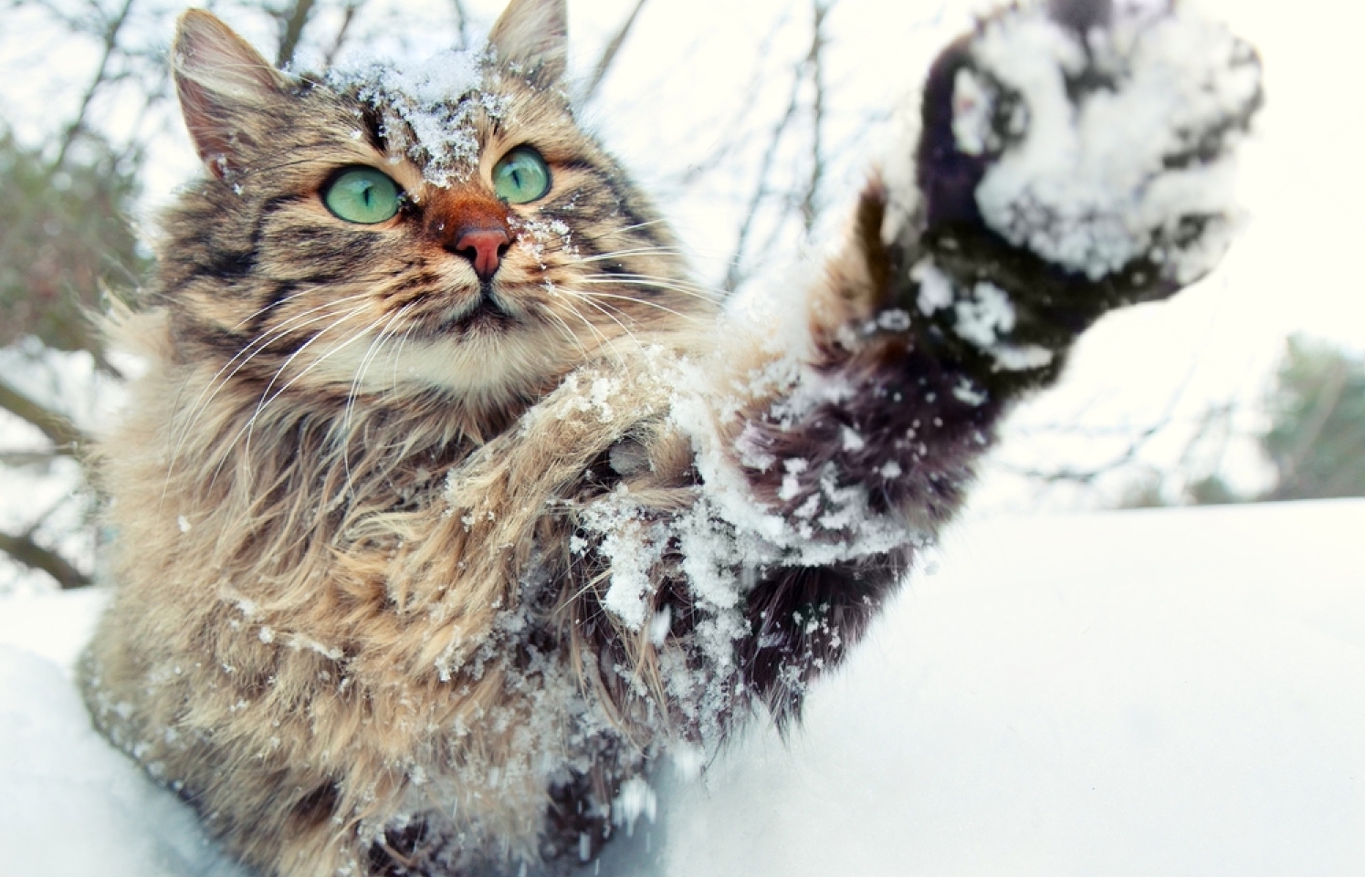 cats in winter